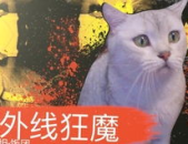 汉服小姐姐抱奶猫图片,传统与现代的温馨交融